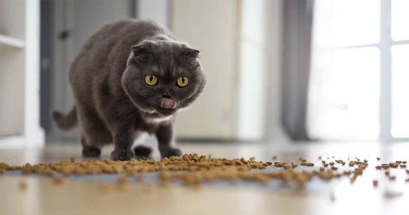 7 Penyebab Kucing Cacingan, Salah Satunya Sering Diberi Makanan Mentah